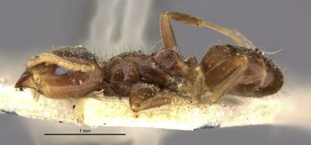 Media type: image;   Entomology 21302 Aspect: habitus lateral view